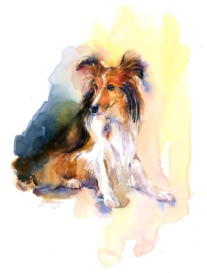 Sheltie portrait