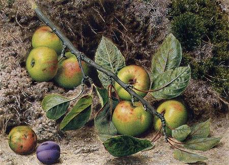 Apples on a Branch od John Sherrin