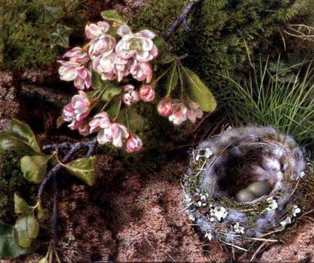 A Bird's Nest and Apple Blossom od John Sherrin