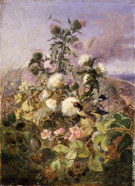 A Goldfinch and a Butterfly amongst Thistles and Blackberry Blossom od John Wainwright