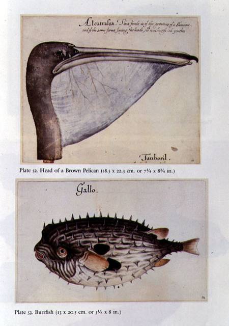 Head of a Brown Pelican; Burrfish od John White