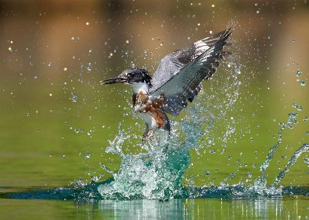 Water ballet