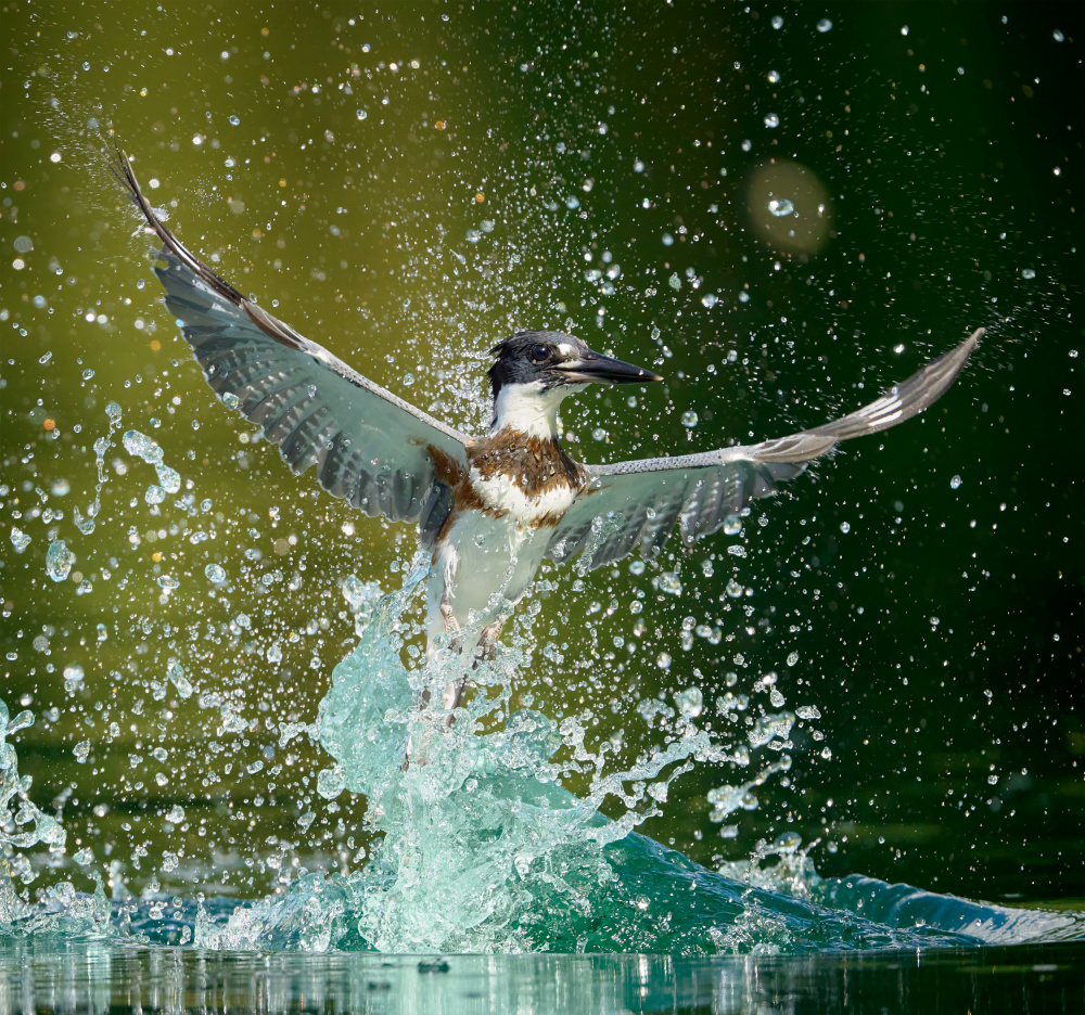 Water Ballet od Johnny Chen