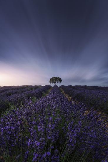 The tree and the lavender