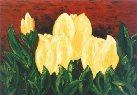 Yellow tulips