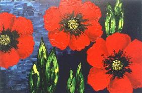 Red poppy