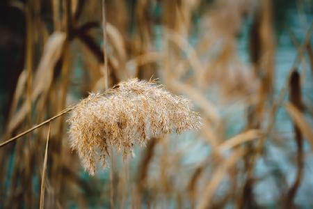 reed flower