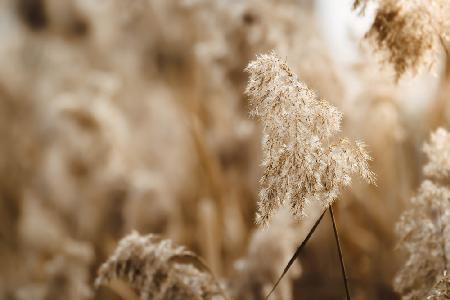 reed flower