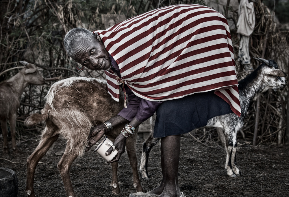 Ilchamus tribe woman milking a goat - Kenya od Joxe Inazio Kuesta Garmendia