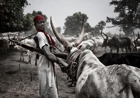 Protecting the animals in a mundari cattle camp - South Sudan