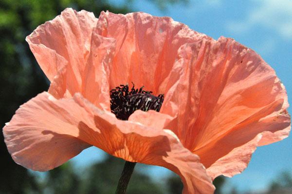 Mohn im Sommerwind