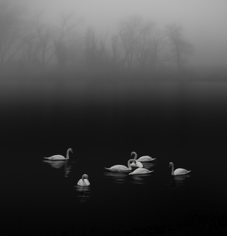 Swan lake foggy morning od Judy Tseng