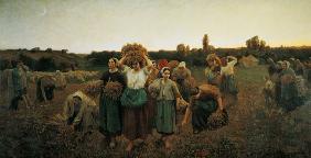 Calling in the Gleaners