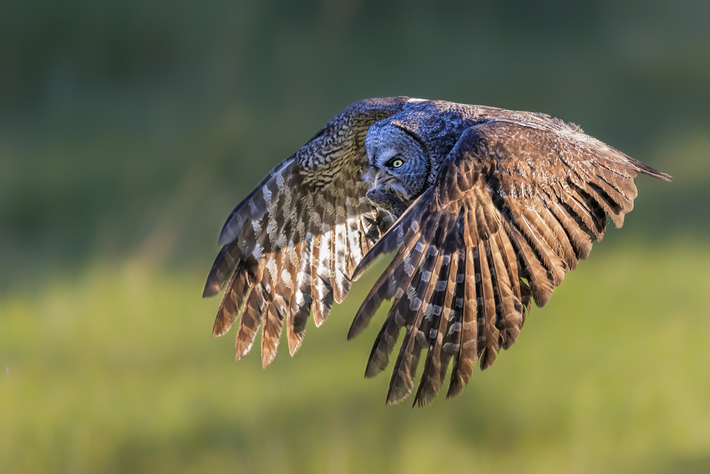 Great Grey Owl od Jun Zuo