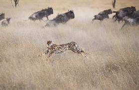 Cheetah Hunting