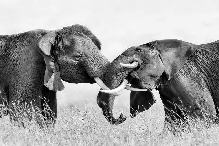 Elephant Fighting