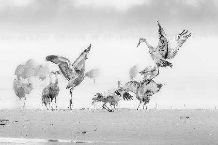 Sandhill Cranes in Morning