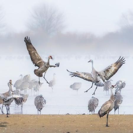 Morning Dance