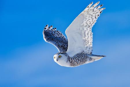 Snow Owl