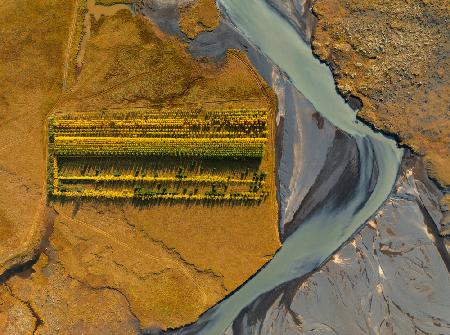 Icelandic forestry