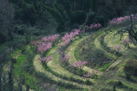 Rhapsody in pink