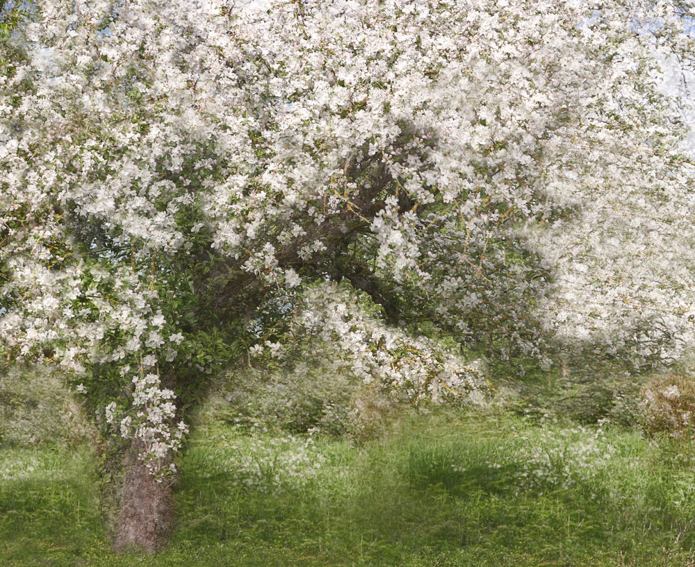 Apple Tree od Jutta Kerber