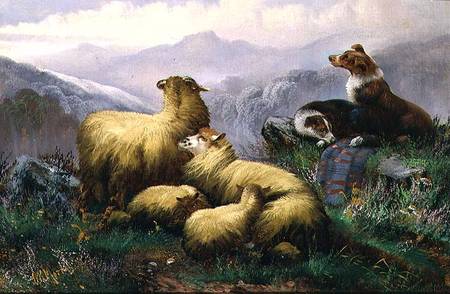 Sheep Dogs and Sheep in the Scottish Highlands od J.W. Morris