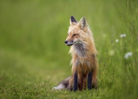 Red fox