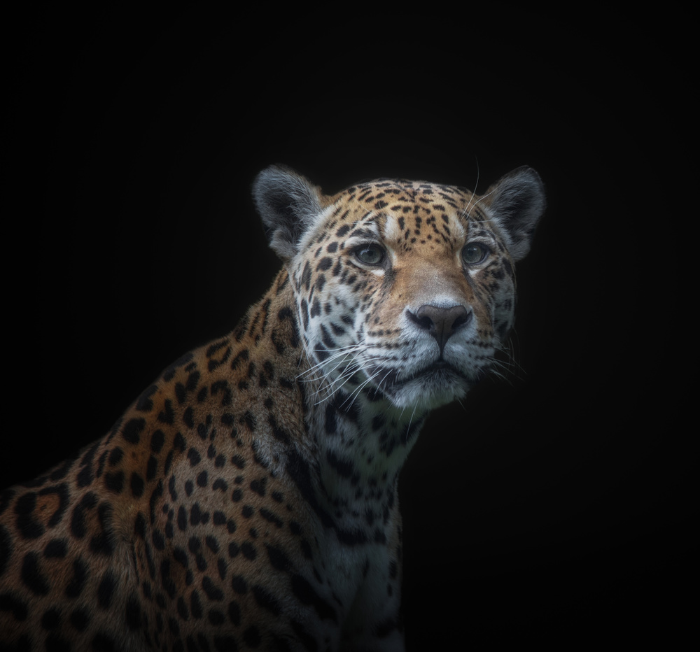 jaguar od KaMerA