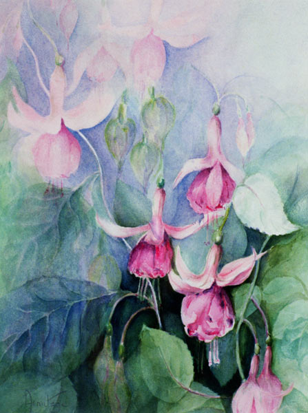 Fuschia, pink coachman  od Karen  Armitage