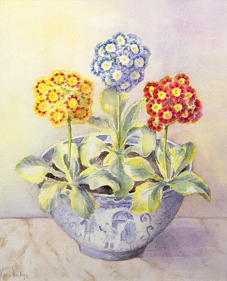 Auricula in a Chinese Pot  od Karen  Armitage
