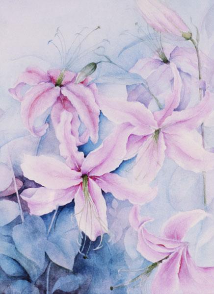 Lilies, pink Auratum 