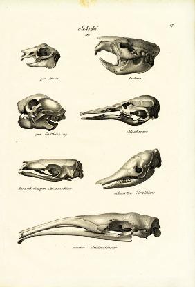 Animal Skulls