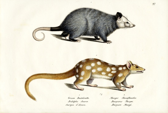 Azara?S Opossum od Karl Joseph Brodtmann