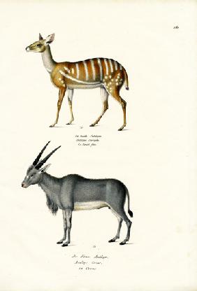 Bushbuck