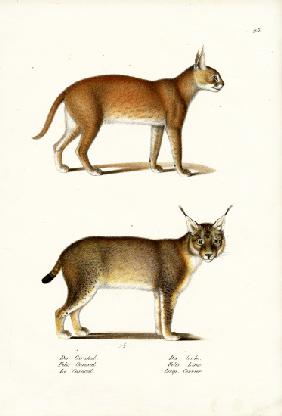 Caracal