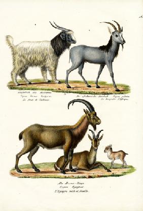 Cashmere Goat