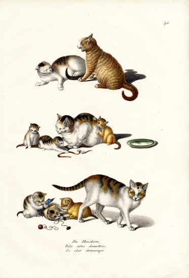 Domestic Cats od Karl Joseph Brodtmann