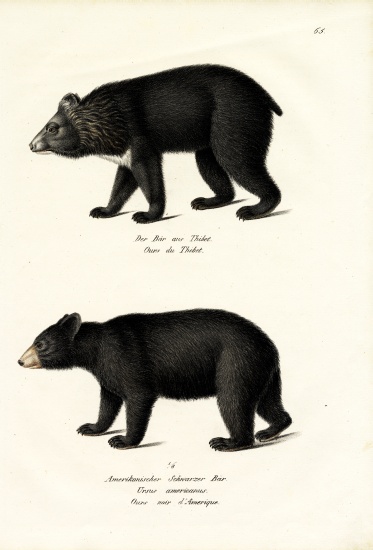 Himalayan Black Bear od Karl Joseph Brodtmann