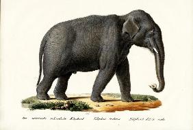 Indian Elephant