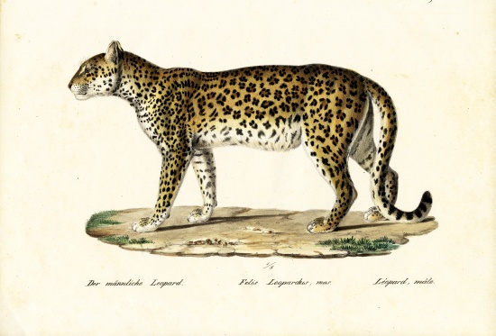 Leopard od Karl Joseph Brodtmann