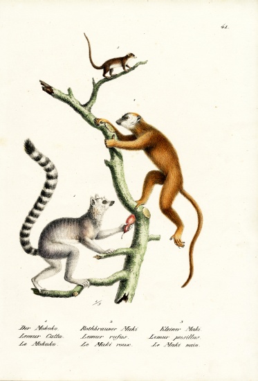 Ring-Tailed Lemur od Karl Joseph Brodtmann