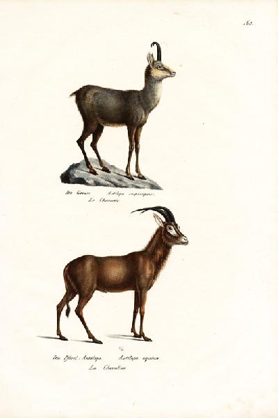 Chamois