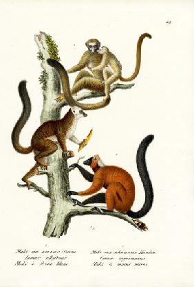 White-Fronted Lemur