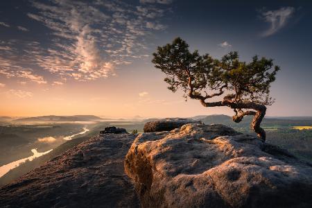 Bonsai Tree