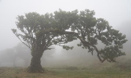 Tree in the mist