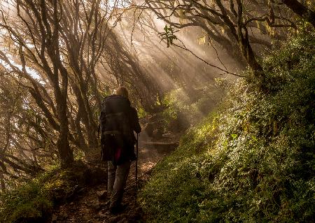 Through the Enchanted Forest