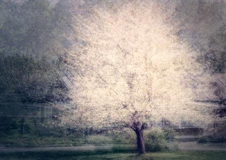 Apple tree in bloom