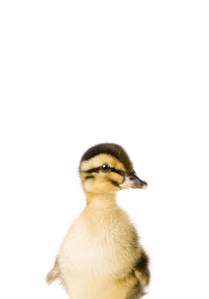Baby Duck od Kathrin Pienaar