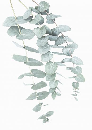 Eucalyptus I